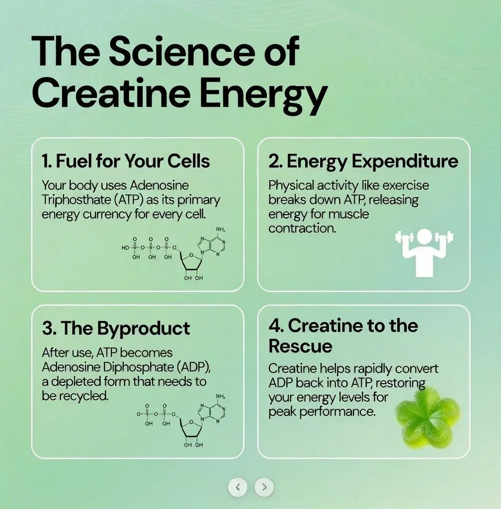 Educational graphic about the science of creatine energy on a green background